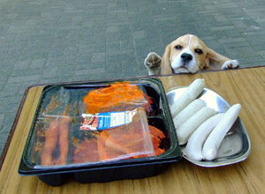 Grillen mit Beagle Amelie vom Deistertal